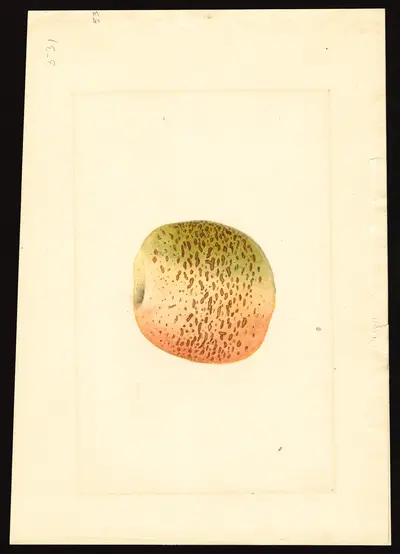 USDA watercolor illustration of York