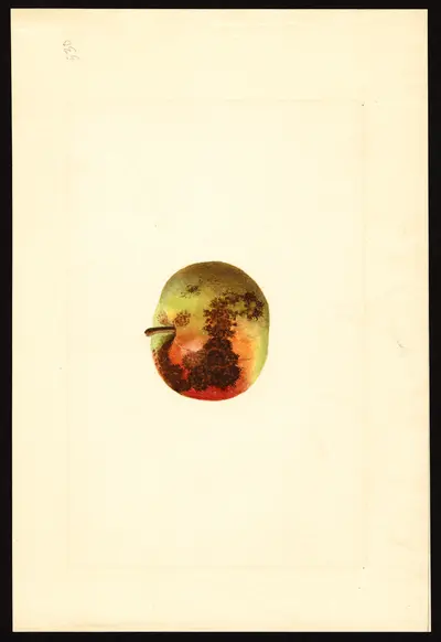 USDA watercolor illustration of York