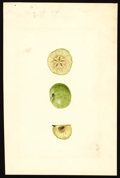 USDA watercolor illustration of York