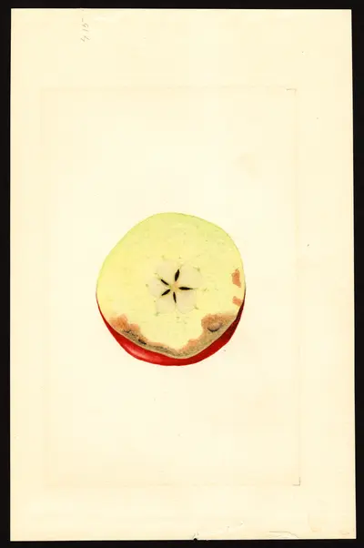 USDA watercolor illustration of York
