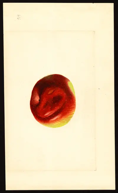 USDA watercolor illustration of York