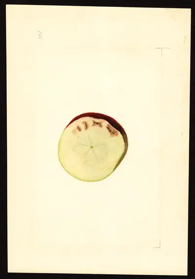 USDA watercolor illustration of York