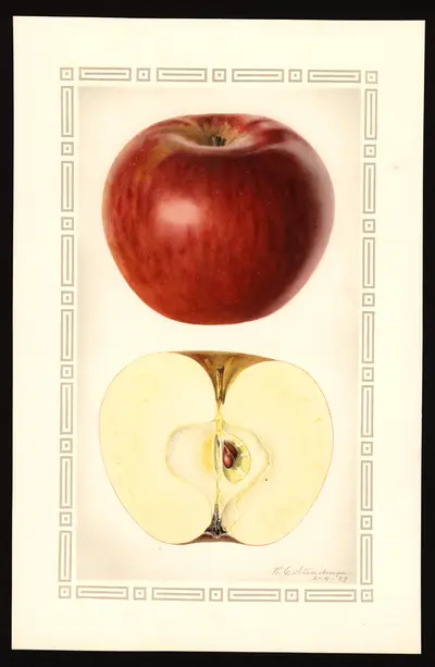 USDA watercolor illustration of Stayman Winesap