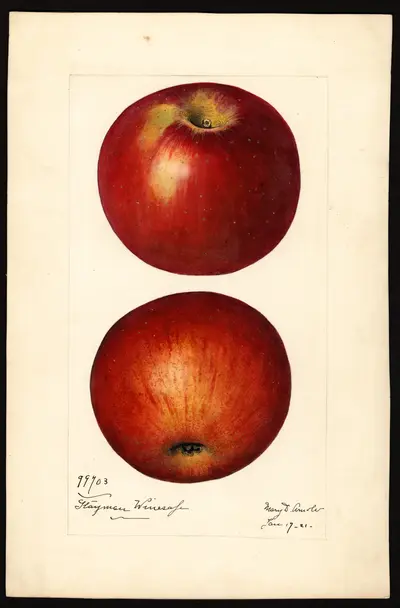 USDA watercolor illustration of Stayman Winesap