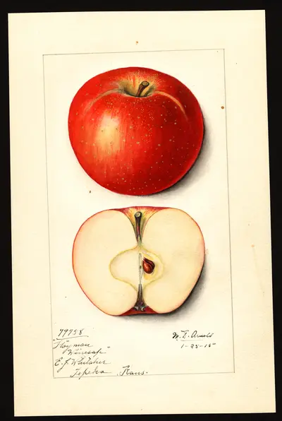 USDA watercolor illustration of Stayman Winesap