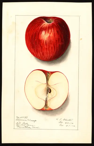 USDA watercolor illustration of Stayman Winesap