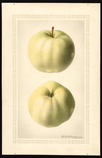 USDA watercolor illustration of Trenton