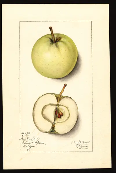 USDA watercolor illustration of Trenton Early