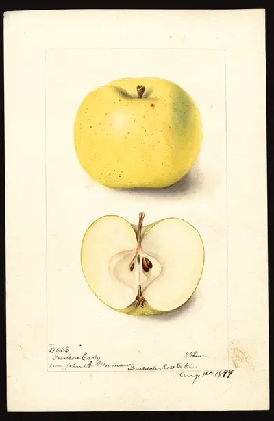 USDA watercolor illustration of Trenton Early