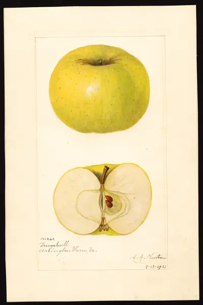 Watercolor of Trumbull Sweet