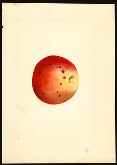 USDA watercolor illustration of Jonathan