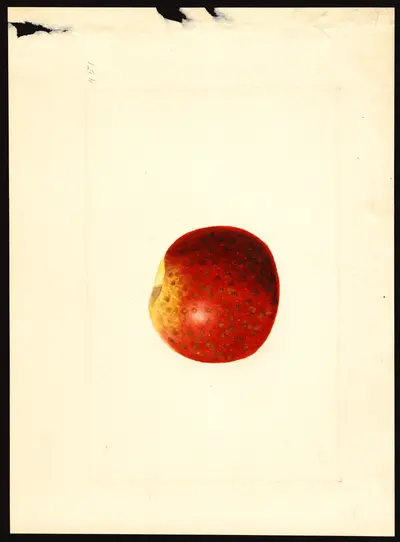 USDA watercolor illustration of Jonathan