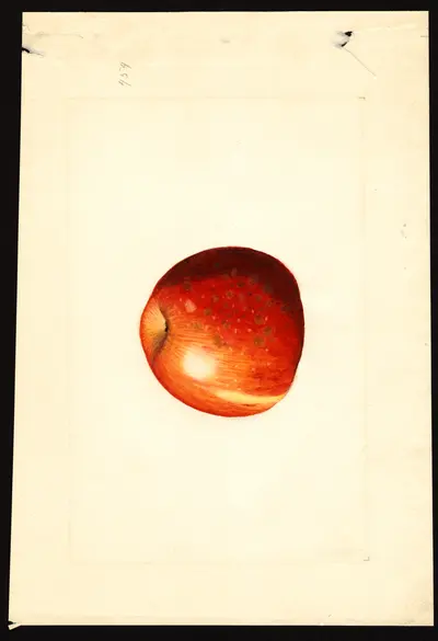 USDA watercolor illustration of Jonathan