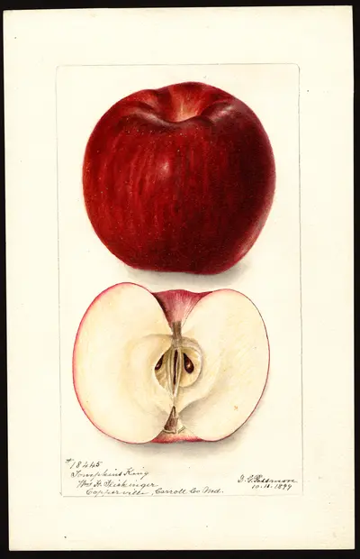 USDA watercolor illustration of Tompkins King