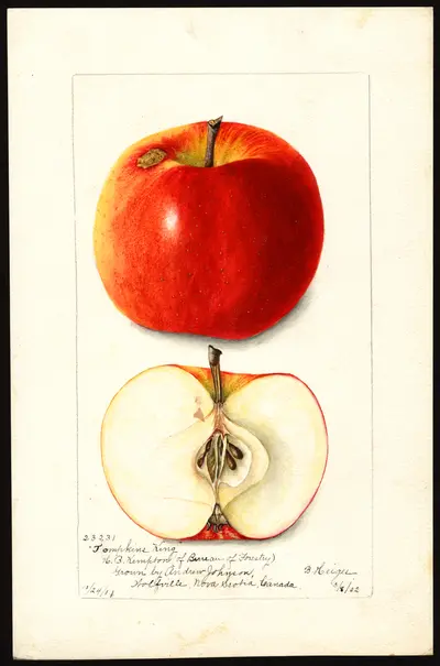 USDA watercolor illustration of Tompkins King