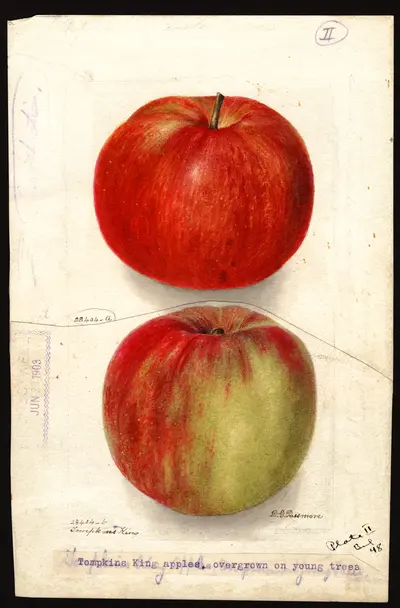 USDA watercolor illustration of Tompkins King