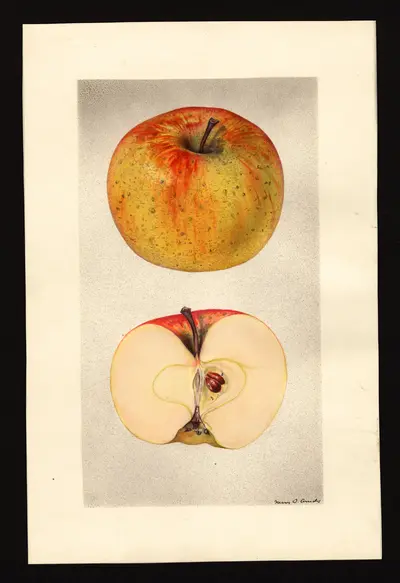 Watercolor of Vandevere