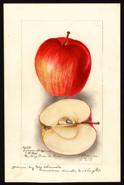 USDA watercolor illustration of Summer Spitzenburg