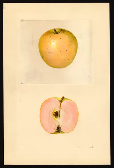 USDA watercolor illustration of Surprise