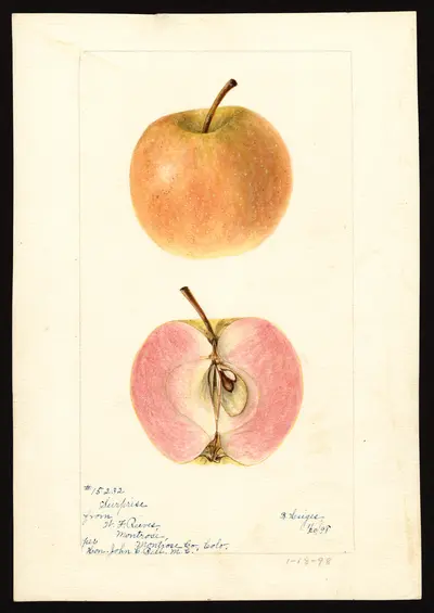 USDA watercolor illustration of Surprise