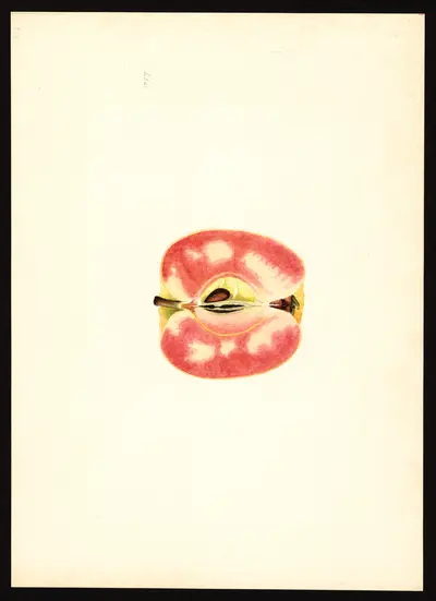 USDA watercolor illustration of Surprise