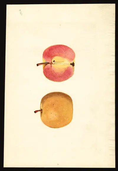 USDA watercolor illustration of Surprise