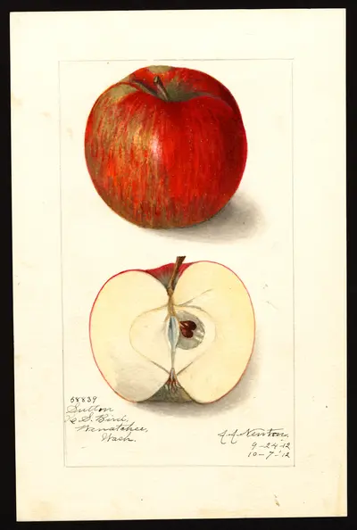USDA watercolor illustration of Sutton