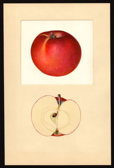 USDA watercolor illustration of Sweet McIntosh