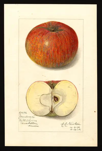 USDA watercolor illustration of Vandevere