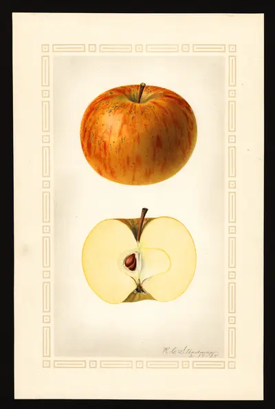 USDA watercolor illustration of Vandevere