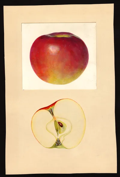 USDA watercolor illustration of Webster