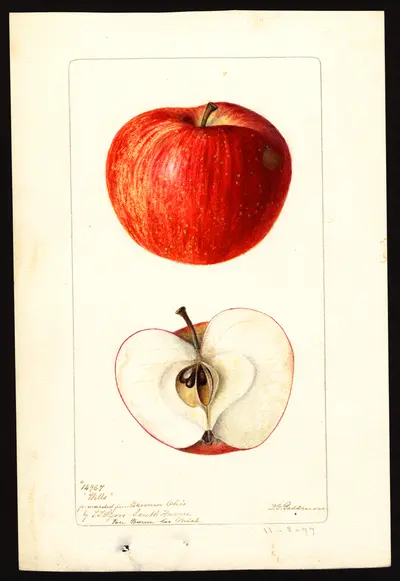 USDA watercolor illustration of Domine
