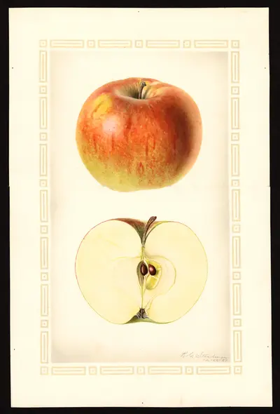 USDA watercolor illustration of Domine