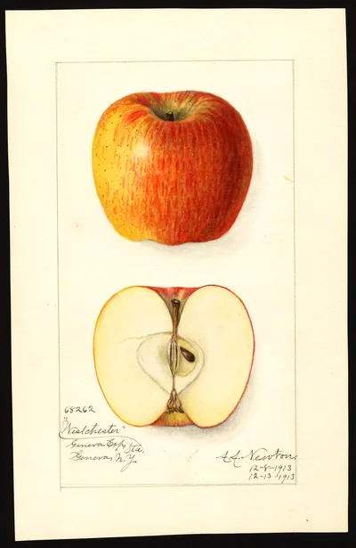 USDA watercolor illustration of Westchester