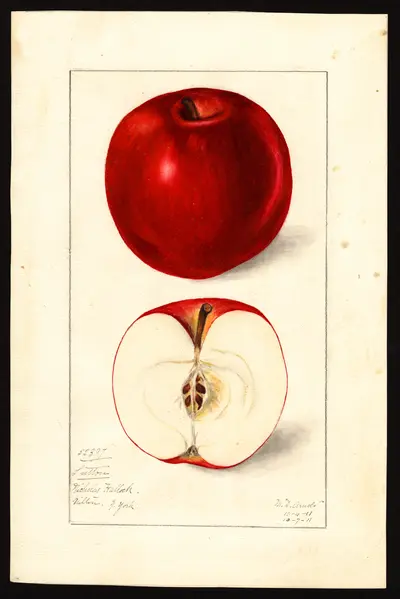 USDA watercolor illustration of Sutton