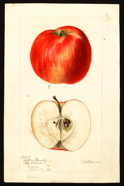 Watercolor of Sutton Beauty