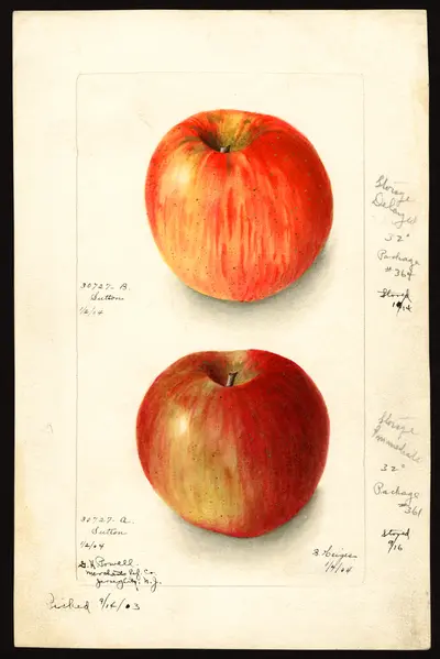 USDA watercolor illustration of Sutton
