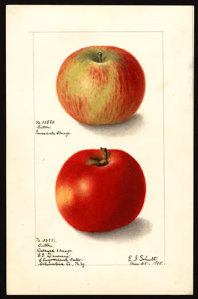 USDA watercolor illustration of Sutton