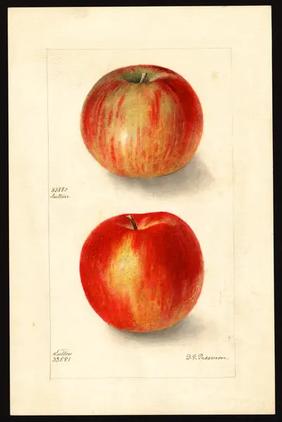 USDA watercolor illustration of Sutton