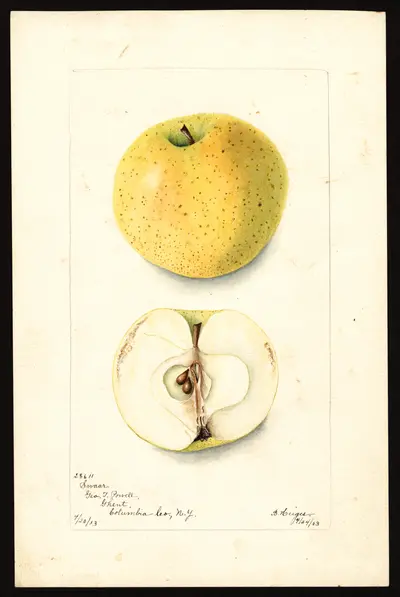 USDA watercolor illustration of Swaar