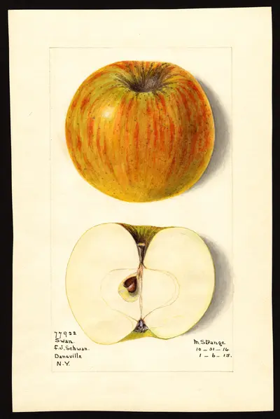 Watercolor of Lebedka
