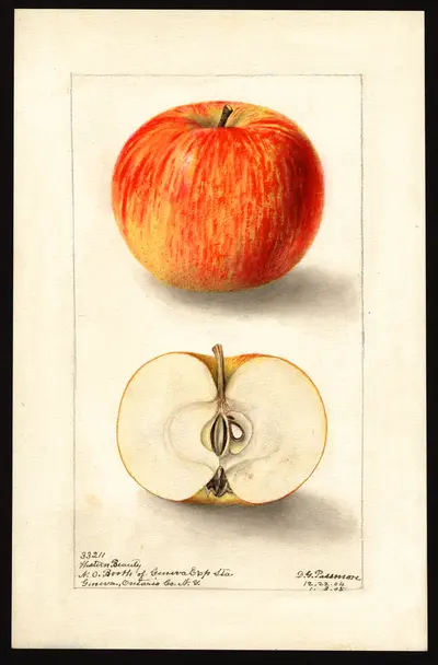 Watercolor of Western Beauty