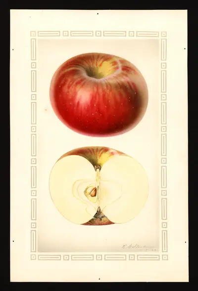 USDA watercolor illustration of Western Beauty