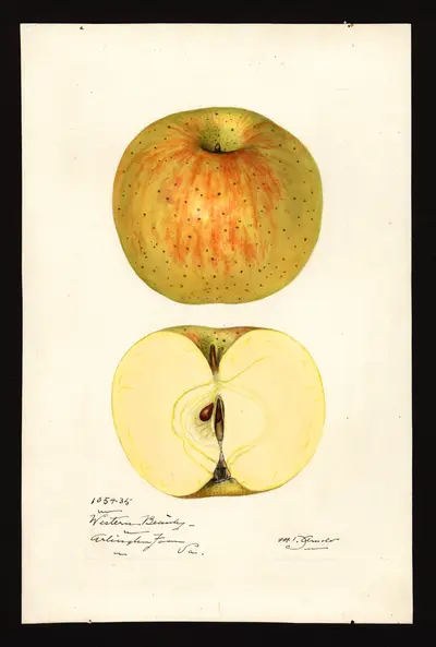 USDA watercolor illustration of Western Beauty