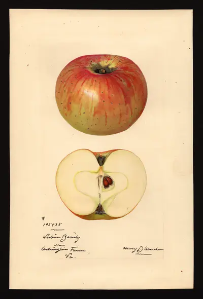 USDA watercolor illustration of Western Beauty