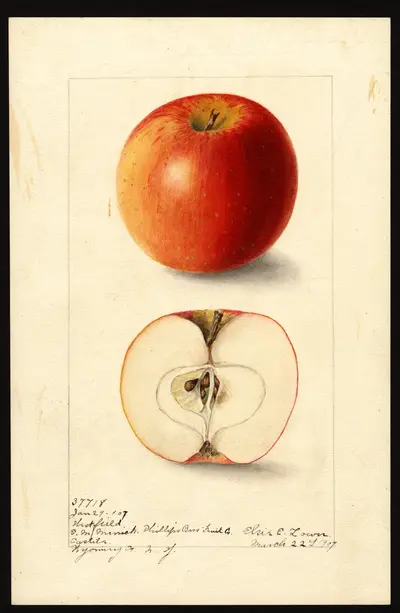 USDA watercolor illustration of Westfield Seek-No-Further