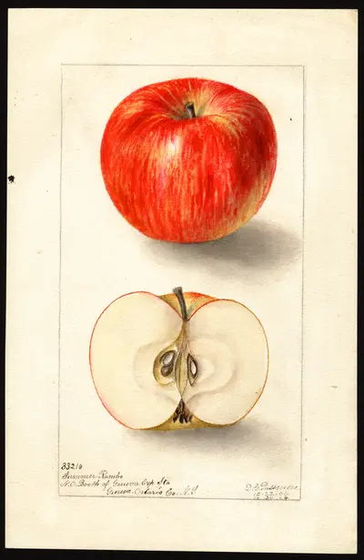 USDA watercolor illustration of Summer Rambo