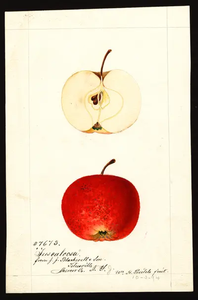 Watercolor of Tuscaloosa