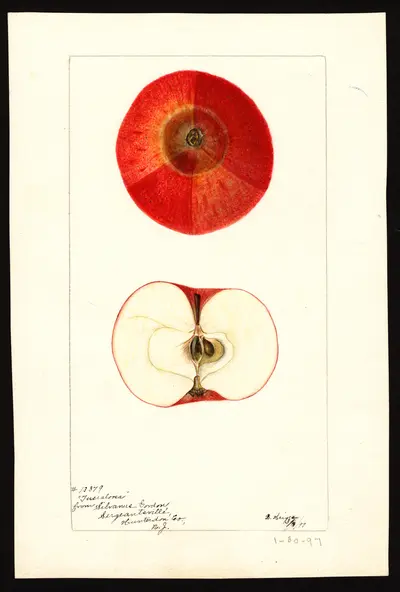 USDA watercolor illustration of Tuscaloosa