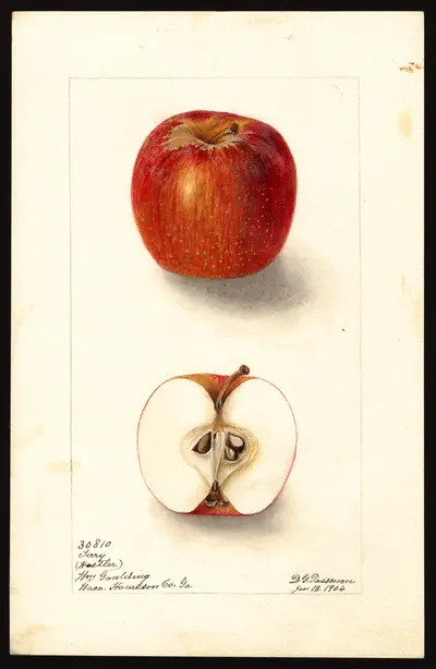 USDA watercolor illustration of Terry